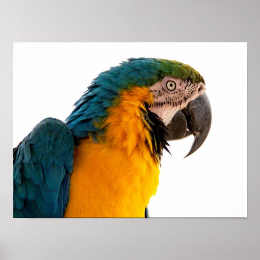 Papagei-Post-it-Hinweise Poster (Vorne)