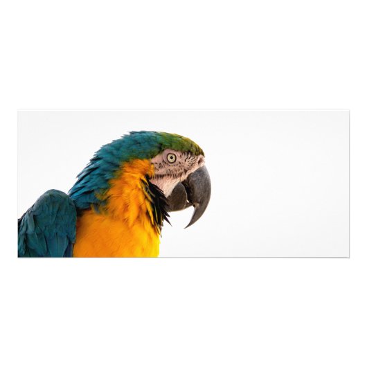 Papagei-Post-it-Hinweise Werbekarte (Vorne)