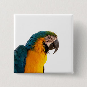 Papagei-Post-it-Notizen Button