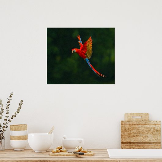 Papagei Poster (Küche)