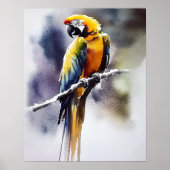 Papagei Poster (Vorne)