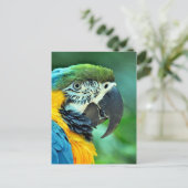 Papagei Postkarte (Stehend Vorderseite)