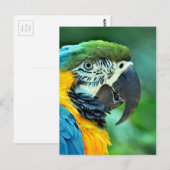 Papagei Postkarte (Vorne/Hinten)