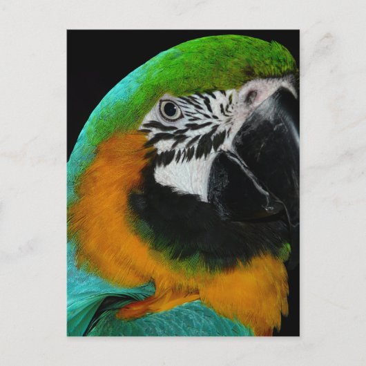 Papagei Postkarte (Vorderseite)