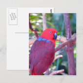 Papagei Postkarte (Vorne/Hinten)