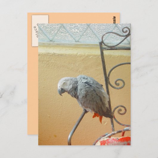 Papagei - Postkarte (Vorne/Hinten)