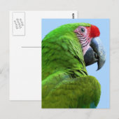 Papagei - Postkarte (Vorne/Hinten)