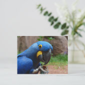 Papagei Postkarte (Stehend Vorderseite)