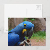 Papagei Postkarte (Vorne/Hinten)