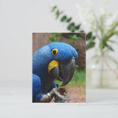 Papagei Postkarte (Stehend Vorderseite)