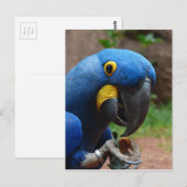 Papagei Postkarte (Vorne/Hinten)