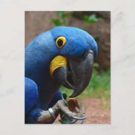 Papagei Postkarte