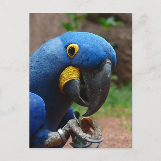 Papagei Postkarte (Vorderseite)