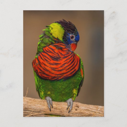 Papagei Postkarte (Vorderseite)