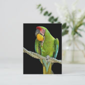 Papagei - Postkarten (Stehend Vorderseite)