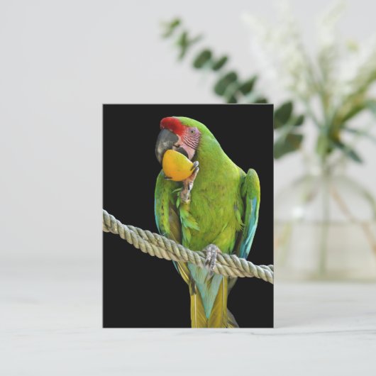 Papagei - Postkarten (Stehend Vorderseite)