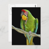Papagei - Postkarten (Vorne/Hinten)