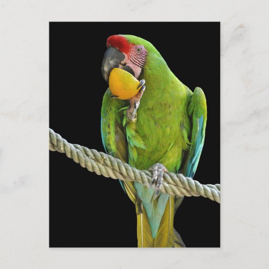 Papagei - Postkarten (Vorderseite)