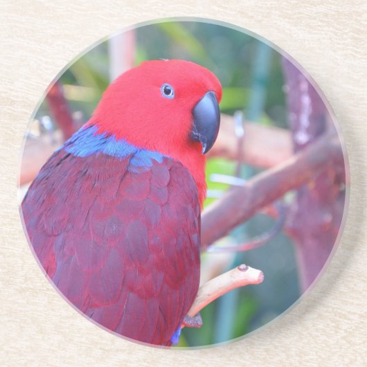 Papagei Sandstein Untersetzer (Vorne)