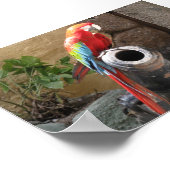 Papagei sitzt auf Cannon Poster (Ecke)