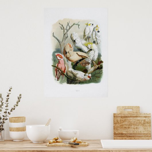 Papagei-Vintage Drucksammlung 1848 Poster (Küche)