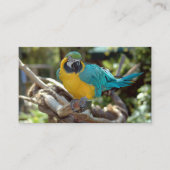 Papagei Visitenkarte (Vorderseite)