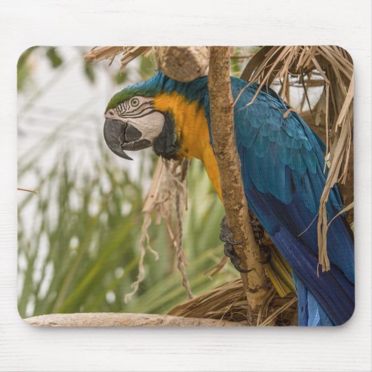 Papagei, Vogel, sitzen Mousepad (Vorne)
