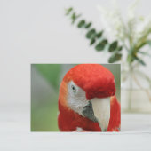 Papageien der Karibik Postkarte (Stehend Vorderseite)