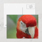 Papageien der Karibik Postkarte (Vorne/Hinten)