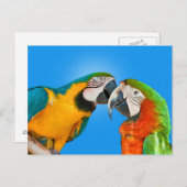 Papageien in der Liebe Postkarte (Vorne/Hinten)