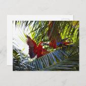 Papageien in Palmen Postkarte (Vorne/Hinten)