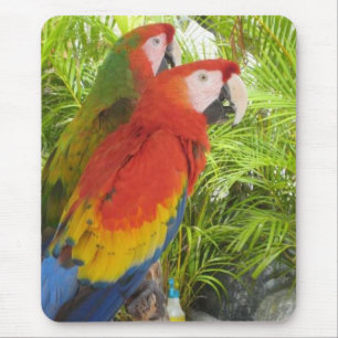 Papageien Mousepad