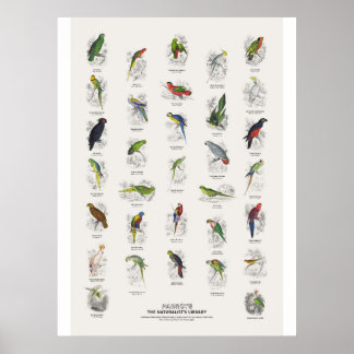 Papageien - Naturalist's Library Poster