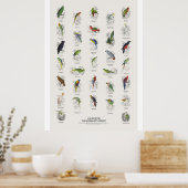 Papageien - Naturalist's Library Poster (Küche)