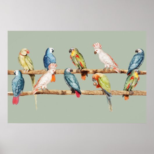 Papageien Poster (Vorne)