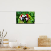 Papageien Poster (Küche)