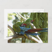 Papageien Postkarte (Vorne/Hinten)