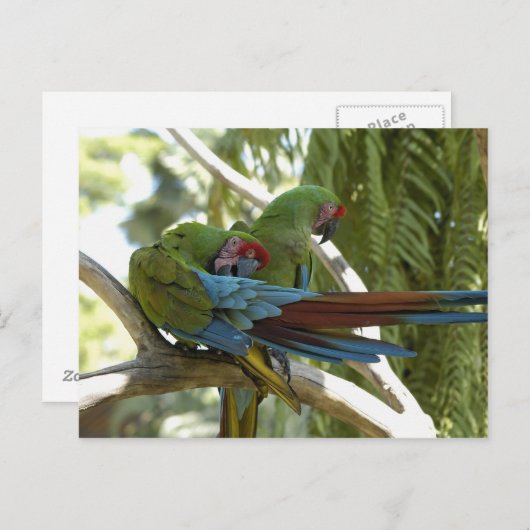 Papageien Postkarte (Vorne/Hinten)