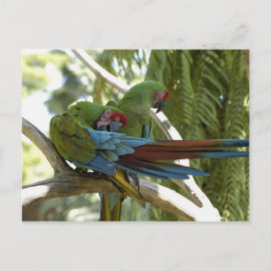 Papageien Postkarte