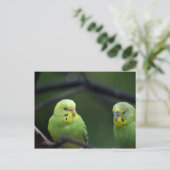 Papageien Postkarte (Stehend Vorderseite)