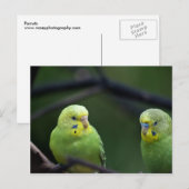 Papageien Postkarte (Vorne/Hinten)