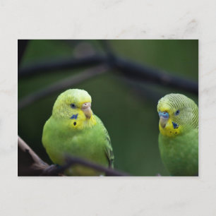 Papageien Postkarte