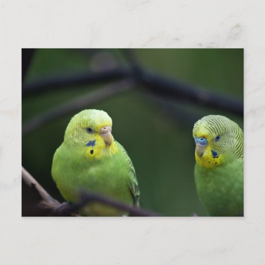 Papageien Postkarte (Vorderseite)