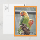 Papageien Postkarte (Vorne/Hinten)
