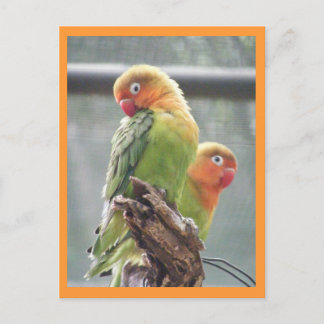 Papageien Postkarte
