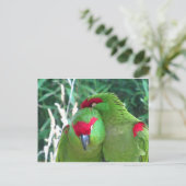Papageien Postkarte (Stehend Vorderseite)