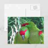 Papageien Postkarte (Vorne/Hinten)