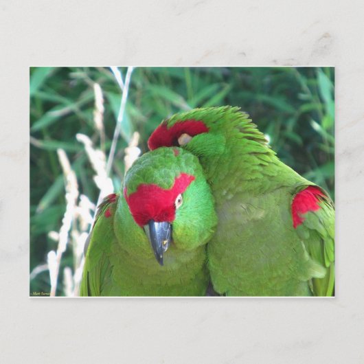 Papageien Postkarte (Vorderseite)