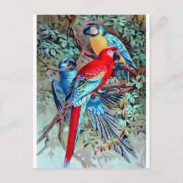 Papageien säen wild lebende Vögel farbenfrohe Gemä Postkarte