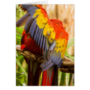 Papageien Stören Sie nicht! Scarlet Macaw